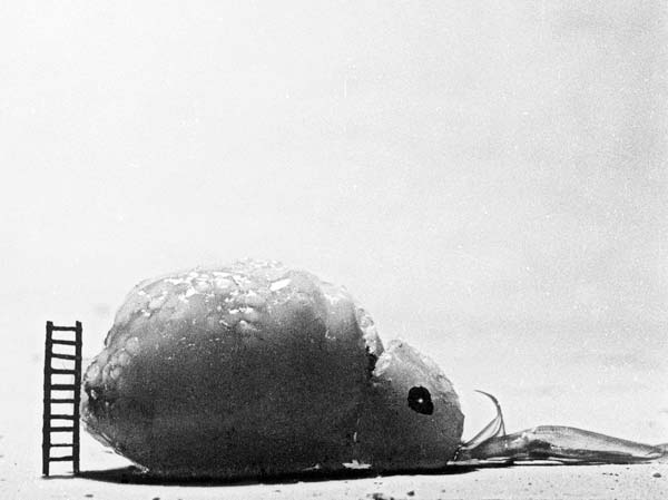 film animowany, animacja filmowa, kwartalnik literacki wyspa, animacja żelatyny, makrokosmos, mikrokosmos, rozwielitka, monstrualna rozwielitka, bioart, poezja, wiersze, rzeźba, organiczne formy, reżyserka, sekwencje, edukacyjny program przyrodniczy, pulsujący rytm, erotyk, poezja erotyczna, liryka filmowa, film-wiersz